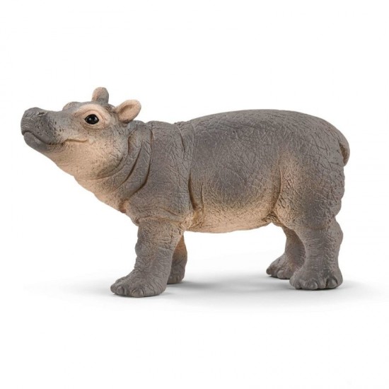 Hippopotamus Baby Hippopotamus Baby