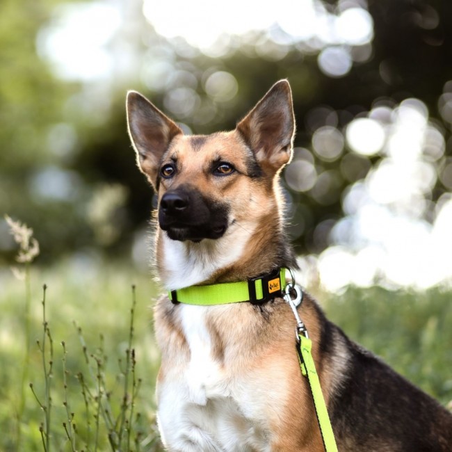 DINGO Energy green - dog collar - 20-28 cm