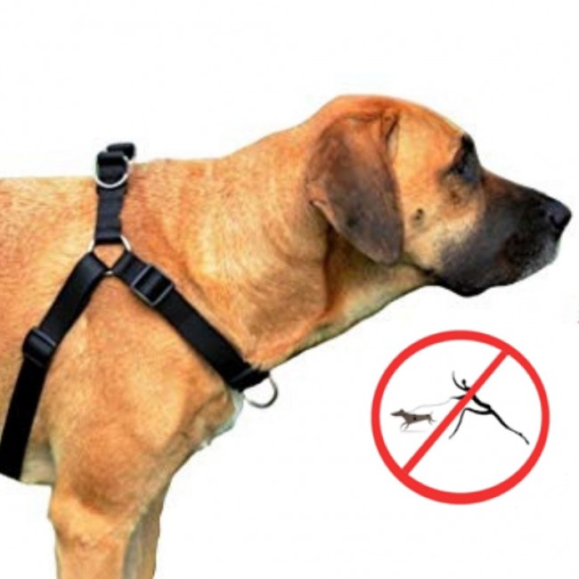 DINGO Easy Walk - Dog harness - 52-74 cm