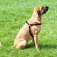 DINGO Easy Walk - Dog harness - 70-105 cm