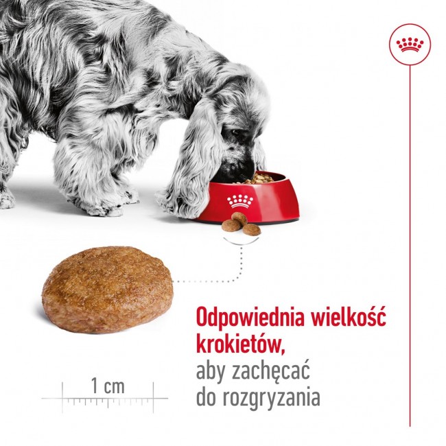 ROYAL CANIN Medium Adult 7+ - dry dog food - 15 kg