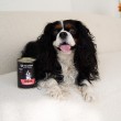 PAKA ZWIERZAKA Seventh Heaven Rabbit with blueberries Mono - wet dog food - 400g