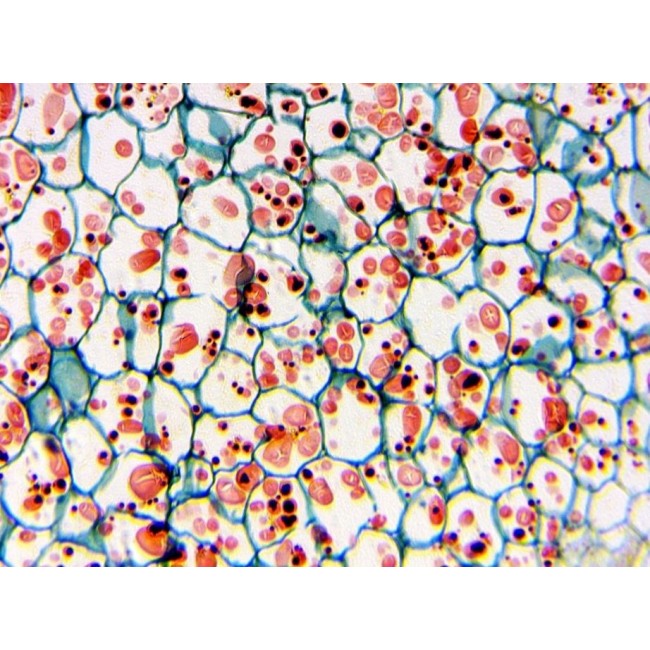Delta Optical Biolight 300 microscope