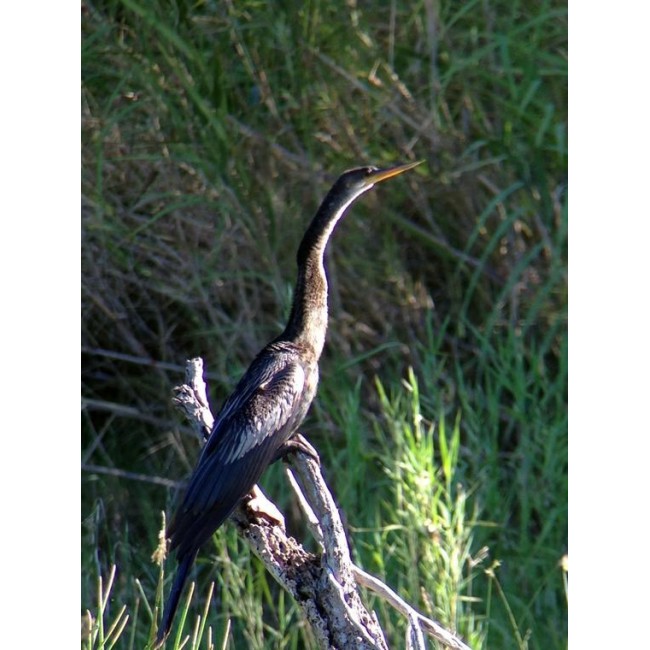 Celestron Regal M2 65ED spotting scope 48x BaK-4 Black, Green Celestron Regal M2 65ED spotting scope 48x BaK-4 Black, Green