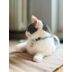 ZOLUX Chatouille blue - cat collar