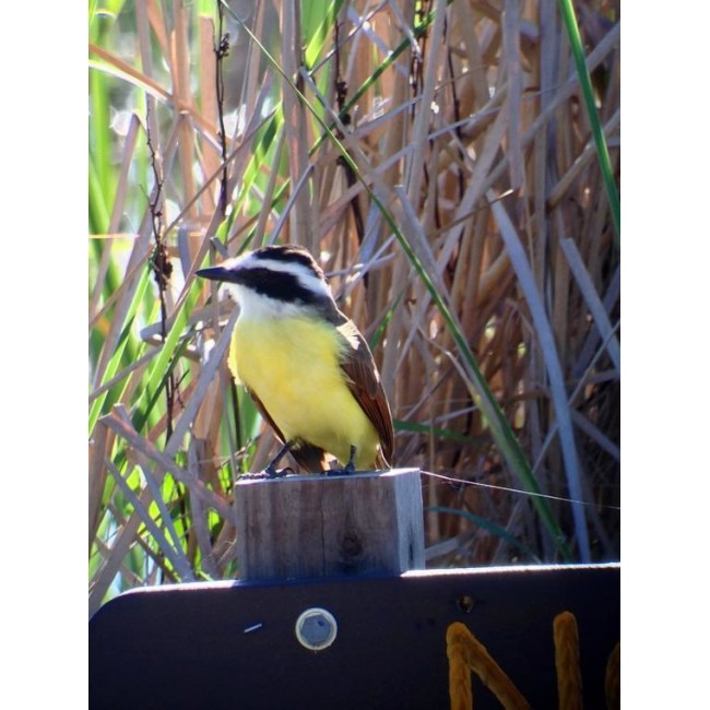 Celestron Regal M2 65ED spotting scope 48x BaK-4 Black, Green Celestron Regal M2 65ED spotting scope 48x BaK-4 Black, Green