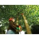 800W chain saw for branches PS7525-QS BDE 800W chain saw for branches PS7525-QS BDE