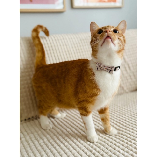 ZOLUX Chatouille beige - cat collar ZOLUX Chatouille beige - cat collar