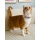 ZOLUX Chatouille beige - cat collar ZOLUX Chatouille beige - cat collar