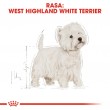 Royal Canin BHN West Highland White Terrier Adult - dry food for adult dogs - 3kg