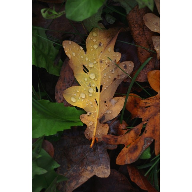 Canon EOS R50, White + RF-S 18-45mm F4.5-6.3 IS STM Kit MILC 24.2 MP CMOS 6000 x 4000 pixels