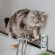 VIRBAC Sebolytic - shampoo for dogs and cats - 250 ml