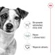 ROYAL CANIN Adult Mini S - dry dog food - 4kg ROYAL CANIN Adult Mini S - dry dog food - 4kg