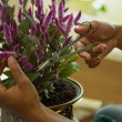 Plant Care Set for Plants 3 pcs Plant Care Set for Plants 3 pcs