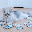 ANIMAL ISLAND Turkey in broth - wet cat food - 40x85g ANIMAL ISLAND Turkey in broth - wet cat food - 40x85g