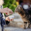 VIRBAC Movoflex Joints - dietary supplements for cats - 30 pcs