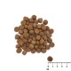 Raw Paleo Healthy Grain Puppy Salmon and barley - dry dog food - 10 kg