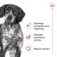 ROYAL CANIN Adult Medium - dry dog food - 4kg