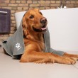 Vileda PET PRO M microfibre pet towel Vileda PET PRO M microfibre pet towel
