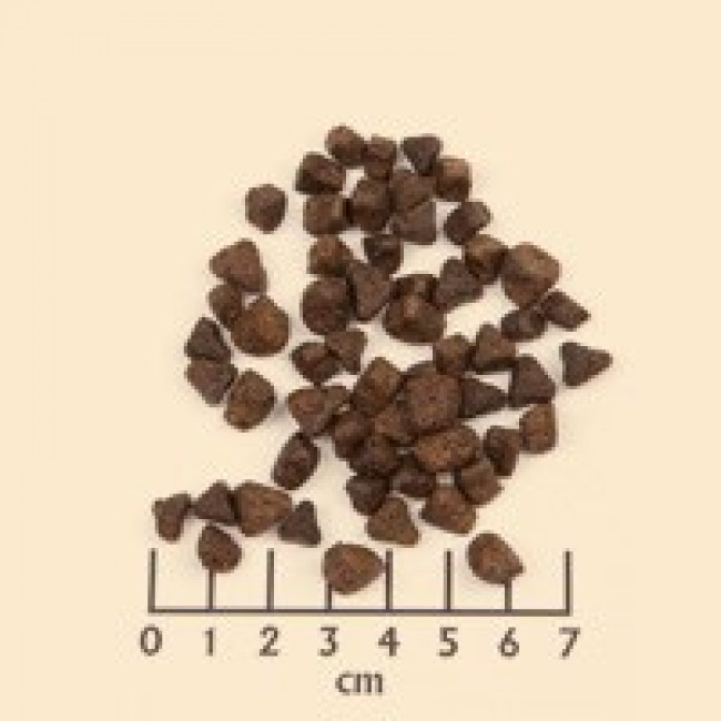 Wolfsblut WB764522 dogs dry food 2 kg Adult Horse, Sweet Potato
