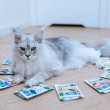 ANIMAL ISLAND Turkey / White fish / Beef / Chicken Fillets in broth - wet cat food - 80x85g