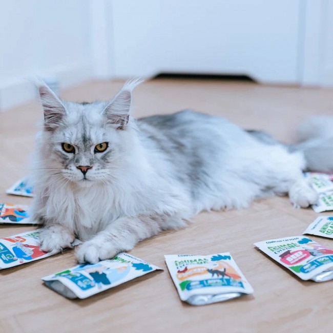 ANIMAL ISLAND Turkey / White fish / Beef / Chicken Fillets in broth - wet cat food - 80x85g