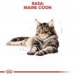 Royal Canin FBN Maine Coon Adult - dry food for adult cats - 4kg