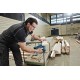 Bosch GST 12V-70 Professional power jigsaw 2800 spm 1.5 kg Bosch GST 12V-70 Professional power jigsaw 2800 spm 1.5 kg