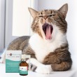 JM SANTE Vet Protector Oral cavity spray liquid for the oral cavity for dogs and cats - 30 ml