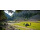 Coleman Pingora 3 BlackOut Green, Grey Group tent