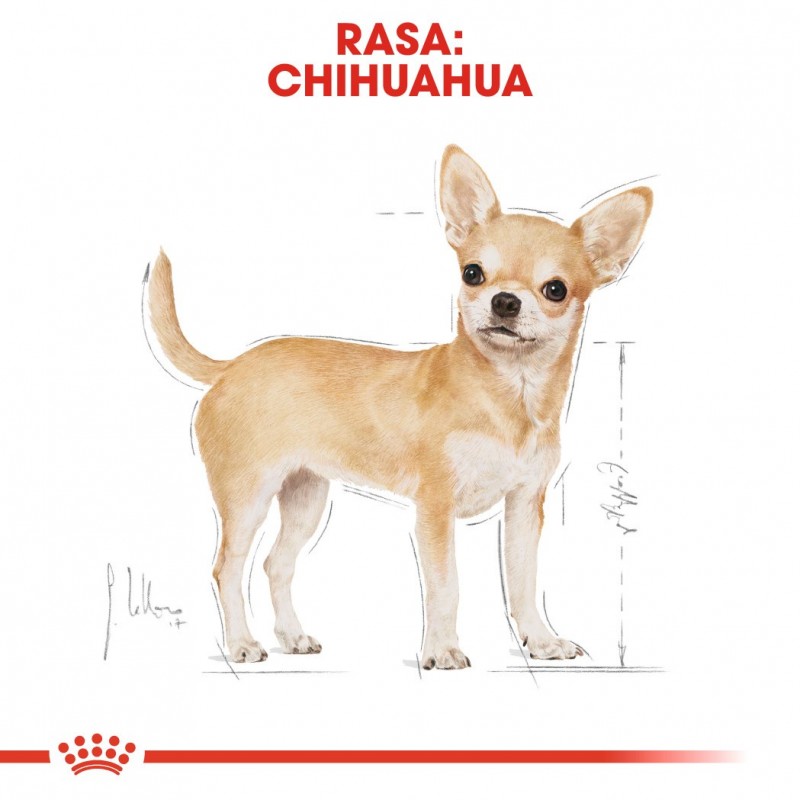 ROYAL CANIN Chihuahua - pack 12x85g ROYAL CANIN Chihuahua - pack 12x85g