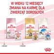 Royal Canin FHN Kitten Instinctive in jelly - wet food for kittens - 12x85g