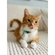 ZOLUX Chatouille green - cat collar
