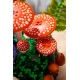 LEGO BOTANICALS 11505 Woodland Mushrooms