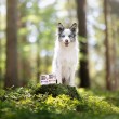VETEXPERT Raw Paleo Puppy Monoprotein Duck - wet food for puppies - 400 g