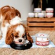 PERRO Junior Pork with carrot - wet dog food - 410g PERRO Junior Pork with carrot - wet dog food - 410g