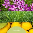 Reed Diffuser 250 ml LEMON GRASS MILLEFIORI