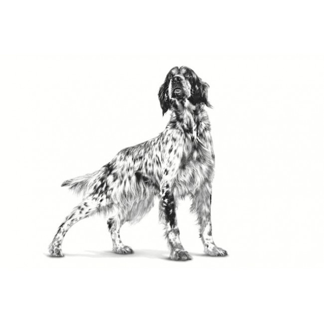 ROYAL CANIN Hypoallergenic - dry dog food - 2kg ROYAL CANIN Hypoallergenic - dry dog food - 2kg