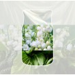 bonus pack CLEAN COTTON YANKEE Scented Air Freshener