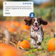FARMINA N&D DOG LAMB&PUMPKIN&BLUEBERRY PUPPY 285g
