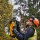 18V XR Brushless Hedge Trimmer 55cm, Carton