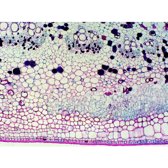 Delta Optical BioStage II Microscope