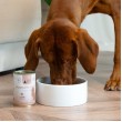 PAKA ZWIERZAKA Pepe Vet Hypoallergenic Mono Horse - wet dog food - 400g