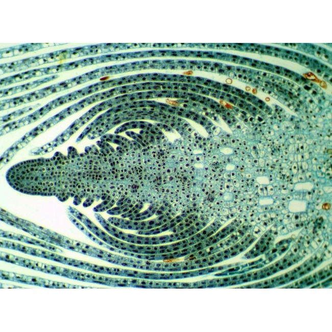 Delta Optical BioStage II Microscope