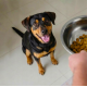 BUTCHER'S Original Lamb - dry dog food - 15kg BUTCHER'S Original Lamb - dry dog food - 15kg