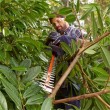 Hedge trimmer 500 watts, 55 centimeters, blade spacing 22 mm