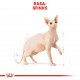 Royal Canin Sphynx dry cat food 2 kg Royal Canin Sphynx dry cat food 2 kg