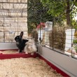 FERPLAST Krolik 160 - Cage