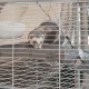 FERPLAST Furet Tower - Cage