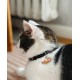 ZOLUX Chatouille black - cat collar
